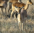 Imapala Antelope Royalty Free Stock Photo