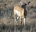 Imapala Antelope Royalty Free Stock Photo