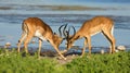 Impala antelopes fighting - Etosha Royalty Free Stock Photo