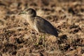 Imature Black Crowned Night Heron