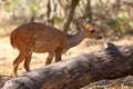 The imbabala or Cape bushbuck Tragelaphus sylvaticus in the thicket by the river. Antelope in the bushes