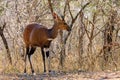 The imbabala or Cape bushbuck Tragelaphus sylvaticus in the thicket by the river. Antelope in the bushes