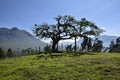 Imbabura volcano and the Lechero sacred tree, around Otavalo, Ecuador