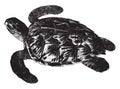 Imbricated turtle, vintage illustration Royalty Free Stock Photo