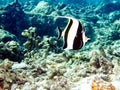 Scrawled Butterflyfish at sea Royalty Free Stock Photo