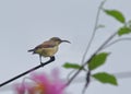 Female Loten's sunbird, long billed sunbird