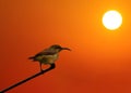 Female Loten's sunbird, long billed sunbird in sunset