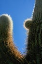 Cactus in the desert Royalty Free Stock Photo