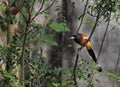 Rufous treepie bird. Dendrocitta vagabunda eating leaf