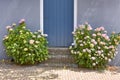 Hortensia flowers in front of a wall with blue door Royalty Free Stock Photo