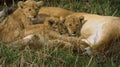 Baby lions in feeding area with exhausted mom. Royalty Free Stock Photo
