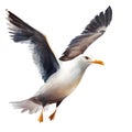 Sea bird, seagull flying with spread wings, watercolor Royalty Free Stock Photo