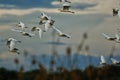 Egret flock flying to their roost Royalty Free Stock Photo
