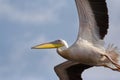 Pelican in flight eyeing the photographer out Royalty Free Stock Photo