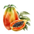 papaya fruit with pits and leaves, watercolor illustration