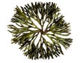 Codium fragile seaweed clip art Royalty Free Stock Photo
