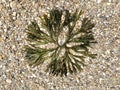 Codium fragile seaweed tossed upon a beach Royalty Free Stock Photo