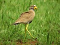 IMG_5558;The African Wattled Lapwing / Wattled Plover Vanellus senegalus shot:Rietvlei Nature Reserve, South Africa on 16.10.20