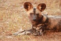 African Wild dog, or Painted Dog, One of Africa`s endangered Spesies re