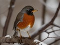 The American robin