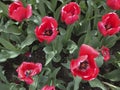 IMG_1207B Tulips in Spring at Boston Public Garden Royalty Free Stock Photo
