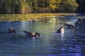 A group of Canada geese (*Branta canadensis*) forage in a serene pond. Royalty Free Stock Photo