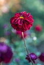Close up of a red dahlia flower with blurred background Royalty Free Stock Photo