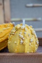 Yellow warted ornamental gourd with a bumpy surface sits on a wooden surface. I Royalty Free Stock Photo