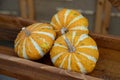 Three small, decorative pumpkins with a vibrant orange and white striped pattern rest in a wooden tray. Royalty Free Stock Photo