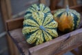 Three gourds are displayed on a wooden surface, Royalty Free Stock Photo