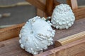 Two white warty pumpkins (Cucurbita pepo) rest on a wooden surface. Royalty Free Stock Photo