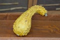 Bright yellow, bumpy gourd placed on a wooden surface. Royalty Free Stock Photo