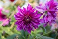 Vibrant magenta dahlia (Dahlia pinnata) in full bloom, showcasing layered petals with a central green and purple core. Royalty Free Stock Photo
