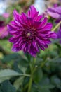 Vibrant purple dahlia (Dahlia pinnata) bloom in close-up. Royalty Free Stock Photo
