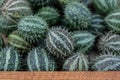 Green, striped spiny gourds, also known as *Cucumis anguria*, are arranged closely together. Royalty Free Stock Photo