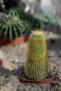 Close-up of a small, elongated cactus, likely from the family Cactaceae, with dense, yellowish spines Royalty Free Stock Photo