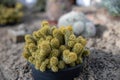 Cluster of cacti known as Mammillaria elongata in a small black pot. Royalty Free Stock Photo