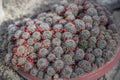 Cluster of small cacti with spherical shapes, densely packed in a terracotta pot. Royalty Free Stock Photo