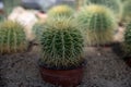 A golden barrel cactus (Echinocactus grusonii) sits in a brown pot on sandy soil. Royalty Free Stock Photo