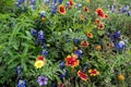 Close-up of a mix of wildflowers with Bluebonnets and Indian Blanket flowers