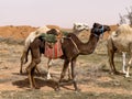 A Group of Camels Near Buraydah, Saudi Arabia Royalty Free Stock Photo