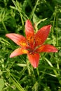 Flowering wild Siberian lily - Lilium pensylvanicum