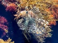 exotic feathered tropical lionfish in bright coral reef and dark water Royalty Free Stock Photo