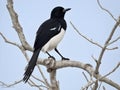 The Oriental magpie-robin