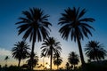 Img Palm trees sunset golden blue sky, tranquil tropical scenery Royalty Free Stock Photo