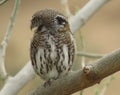 IMG_1912; The Pearl Spotted Owlet / Glaucidium perlatum captured in Kruger National Park, South Africa on 1.09.19