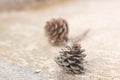 Dried pine cone on the wood table Royalty Free Stock Photo