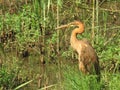 IMG_4354;The Purple Heron / Ardea purpurea was captured in the Austin Roberts Bird Bird Sanctuary, Brookl South Africa on 26.01.20