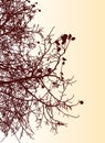 Vector illustration of silhouette deciduous tree in autumn Royalty Free Stock Photo