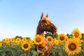 Palomino Horse in a Field of Sunflowers Royalty Free Stock Photo